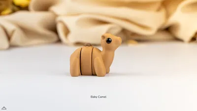 Baby Camel