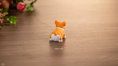 Baby Corgi