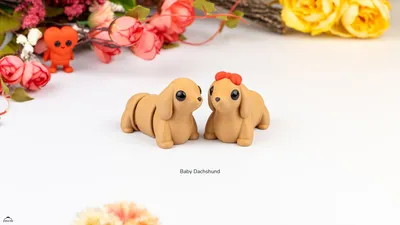Baby Dachshund