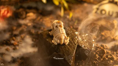 Baby Frog Skeleton