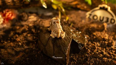 Baby Frog Skeleton