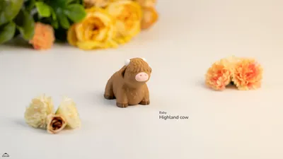 Baby Highland Cow