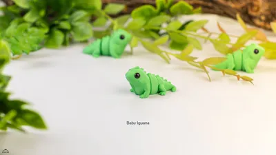 Baby Iguana