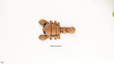 Baby Scorpion
