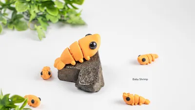 Baby Shrimp