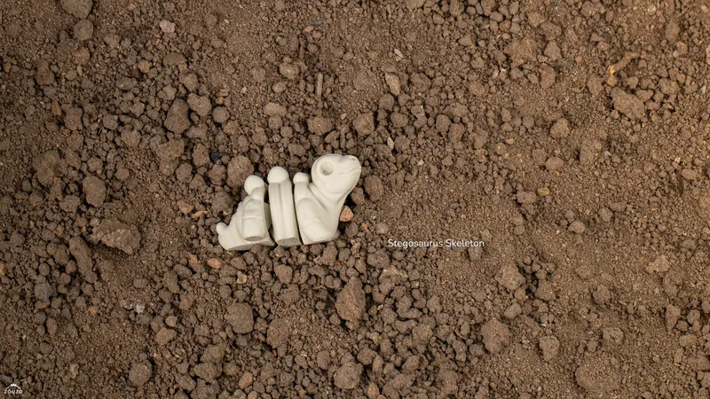 Baby Stegosaurus Skeleton