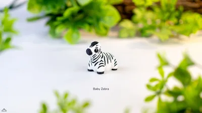Baby Zebra